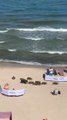Insolite : une harde de sangliers sauvages au milieu des touristes sur une plage en Pologne