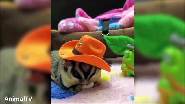 SUGAR GLIDERS Flying - Funny & Cute Compilation