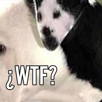 viral cuántos perros ves