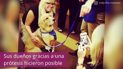 ¡Este perro es un gran ejemplo de superación!