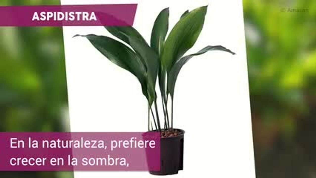 Plantas para baño