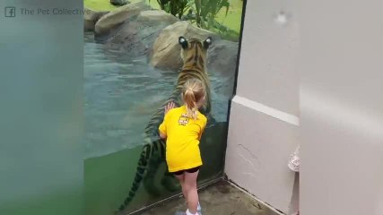 ¡Las mascotas más peculiares que habrás visto nunca!