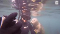 ¡Estas focas parecen animales domésticos totalmente!