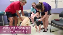 Este labrador ciego es muy especial: ¡ayuda a los niños hospitalizados!