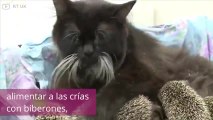 ¡Esta gatita se ha convertido en mamá de unos erizos!