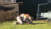 Un bulldog que hace yoga o más bien no deja hacerlo