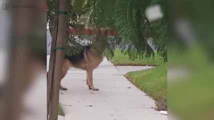 Este pastor alemán no sabe qué hacer sin su dueño..