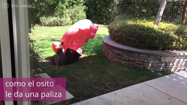 ¡Los flamencos hinchables no solo están de moda entre los humanos!