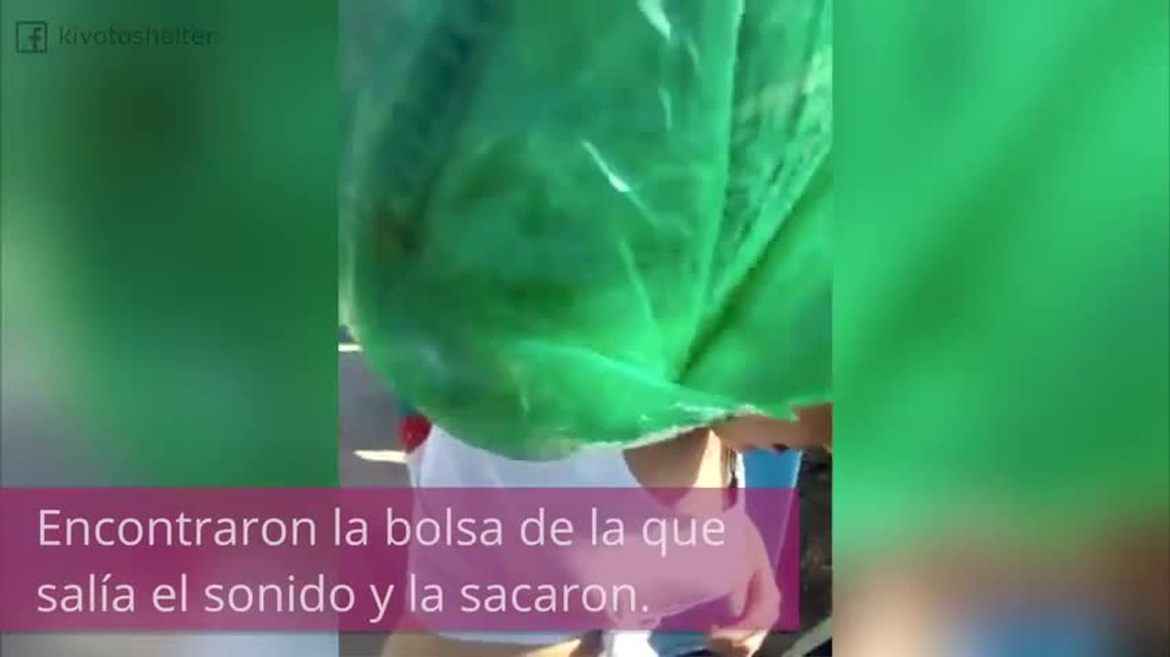 Rescatan a unos gatitos de la basura, ¡espectacular!
