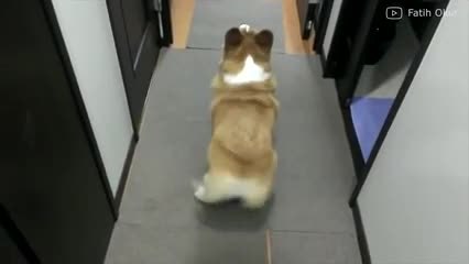 ¡Este Corgi menea el trasero mejor que Beyoncé!