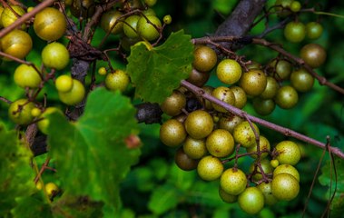 You'll Never Forget Your First Scuppernong