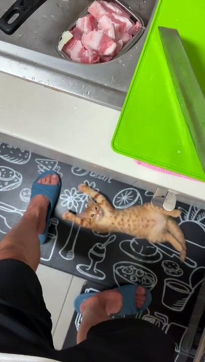 Lazy Kitty Enamored with Owner's Cooking Process