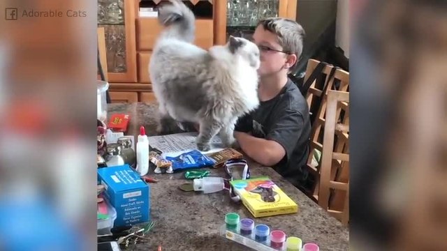 Este gato tiene una misión: ¡que este chico no haga sus deberes!