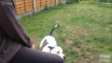 ¡Este perrito lleva el ritmo en las venas!