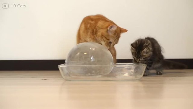 ¡Estos gatitos están fascinados con su bola de hielo!
