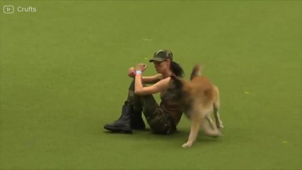 ¡La disciplina militar de este pastor alemán es increíble!