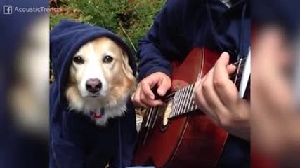 ¿Has visto alguna vez a un perro tocando música