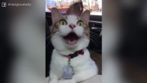 ¡El bostezo gatuno más largo que jamás has visto!