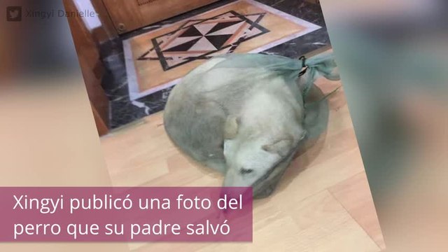 Perros para consumir: la impactante historia que te dejará sin palabras