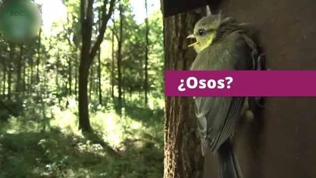 Insólito: ¡pajaritos hablando entre ellos!