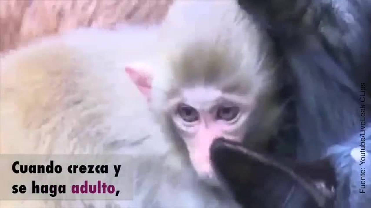 ¡Este monito se ha criado con un rebaño de cabras!