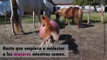 ¡Este caballito se lo pasa en grande con su pelota!