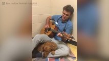 ¡Este chico canta a Elvis para relajar a un perrito!