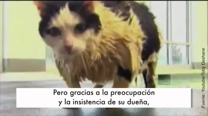 ¡Este gatito va a clases de natación para adelgazar!