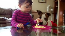 Vídeo de perro robando comida a niño