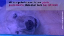 Quest'orso è costretto a soffrire solo per i selfie dei turisti...