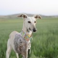 Candela, ¡la perrita que logró ser rescatada!