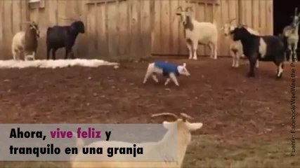 Weewee, ¡el cerdito que volvió a ser feliz!