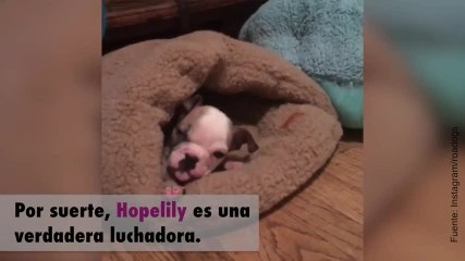 Hopelily, ¡la perrita Bulldog que logró sobrevivir!