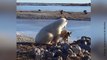 Ver para creer: ¡un oso polar acariciando a un perro!