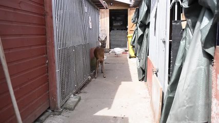 ¡Este pequeño bambi se cree que es un perro!