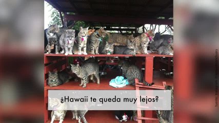 ¡Hawaii, el paraíso de los gatos!
