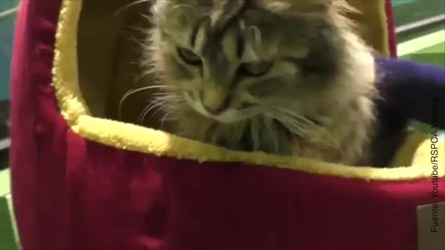 ¡A estos perros y gatos les han donado camas!