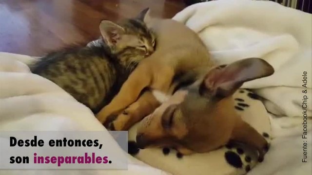 ¡Este perro y este gatito son los mejores amigos del mundo!