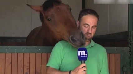 ¡Este caballo parece haberse enamorado de este periodista!