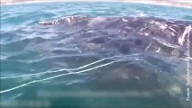 Insólito: ¡una ballena pide ayuda a un grupo de kayaks!