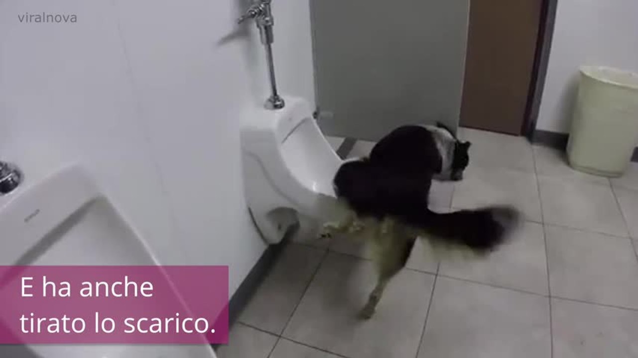 Questo cane fa qualcosa che molti uomini non fanno...