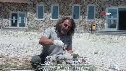 Şahin yavruları emin ellerde