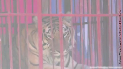 La historia de Hoover, el tigre circense