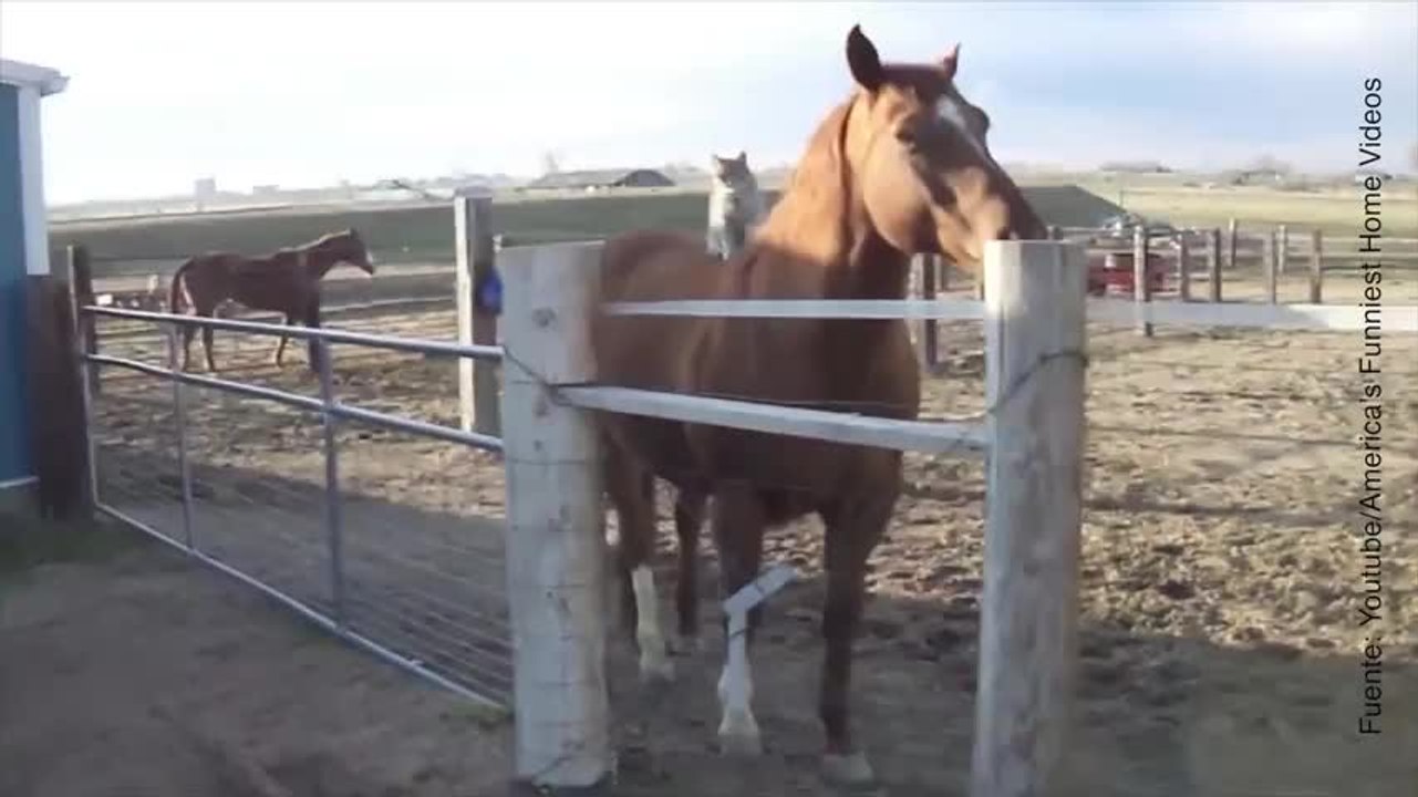 ¡Estos animales son los mejores amigos más curiosos del mundo!