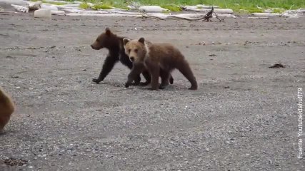 Menudo susto: ¡esta familia encuentra varios osos en la playa!