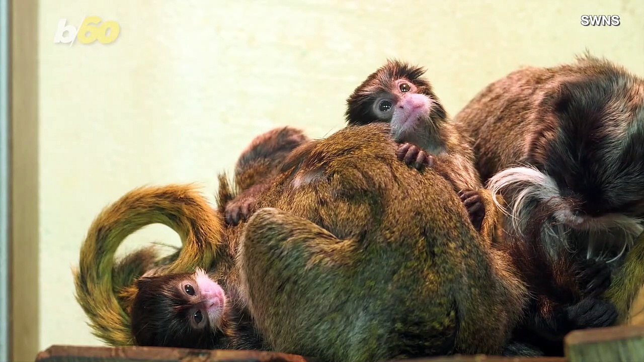 The World's Oldest Zoo Welcomes These Adorable...