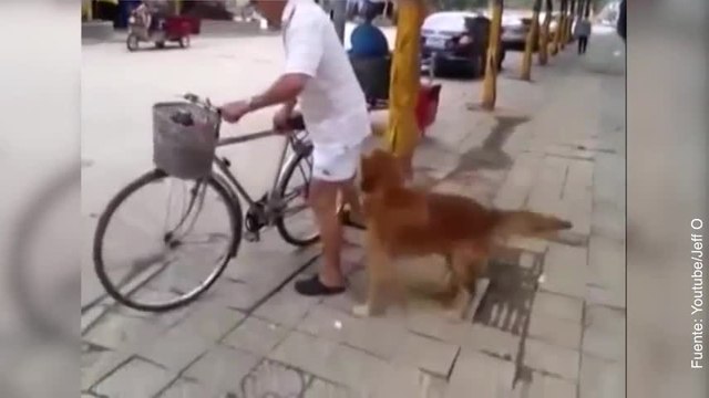 Descubre por qué este es el perro más bueno del mundo