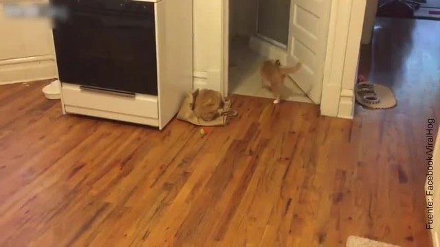 Impresionante: un gatito ciego, pero muy hábil