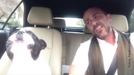 Un dúo perfecto: este perro canta con dueño en el coche