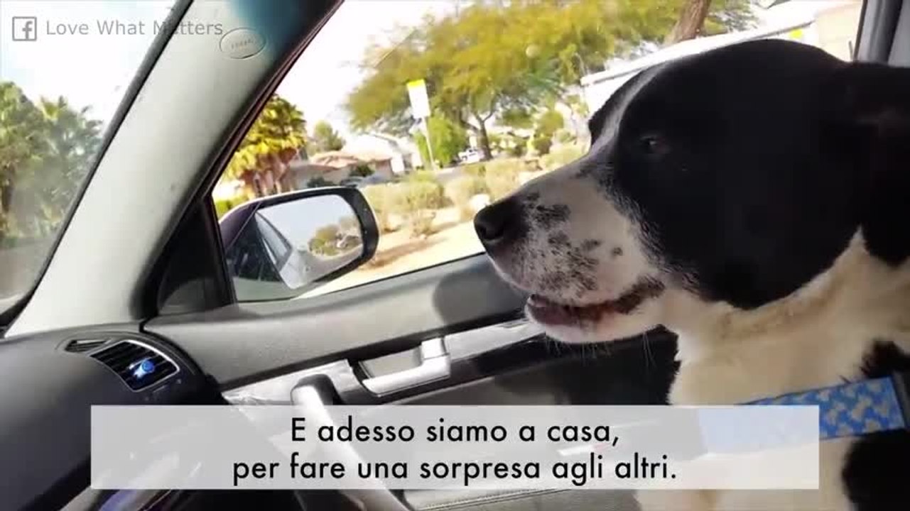 Il cane scomparso torna a casa